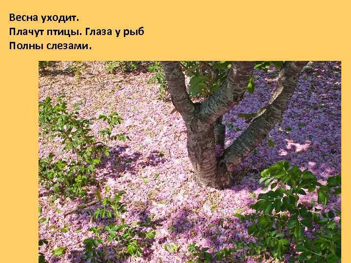Весна уходит. Плачут птицы. Глаза у рыб Полны слезами. 