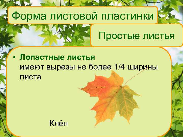 Форма листовой пластинки Простые листья • Лопастные листья имеют вырезы не более 1/4 ширины