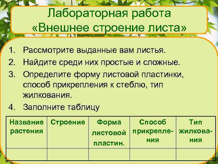 Лабораторная работа «Внешнее строение листа» 1. Рассмотрите выданные вам листья. 2. Найдите среди них