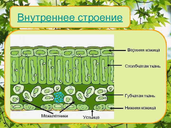 Внутреннее строение Верхняя кожица Столбчатая ткань Губчатая ткань Нижняя кожица Межклетники Устьице 