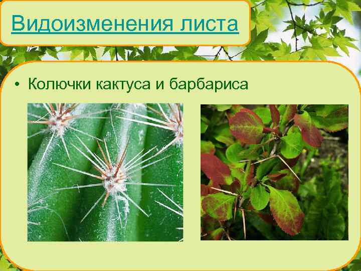 Видоизменения листа • Колючки кактуса и барбариса 