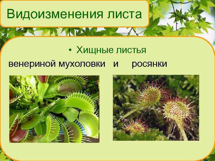 Видоизменения листа • Хищные листья венериной мухоловки и росянки 