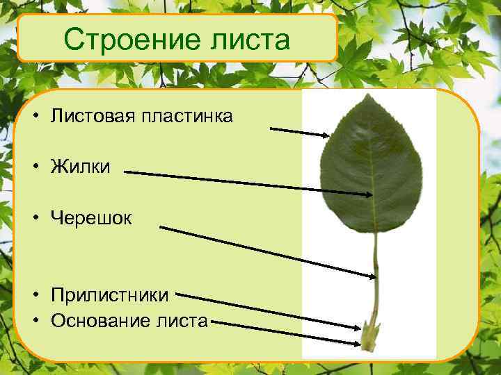 Строение листа • Листовая пластинка • Жилки • Черешок • Прилистники • Основание листа