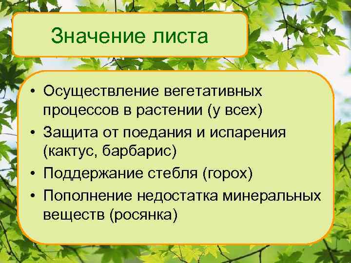 Значение листа • Осуществление вегетативных процессов в растении (у всех) • Защита от поедания