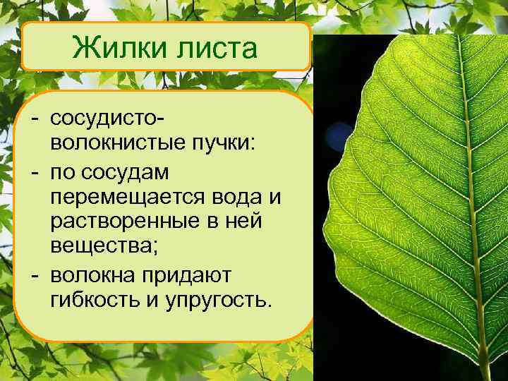 Жилки листа - сосудистоволокнистые пучки: - по сосудам перемещается вода и растворенные в ней