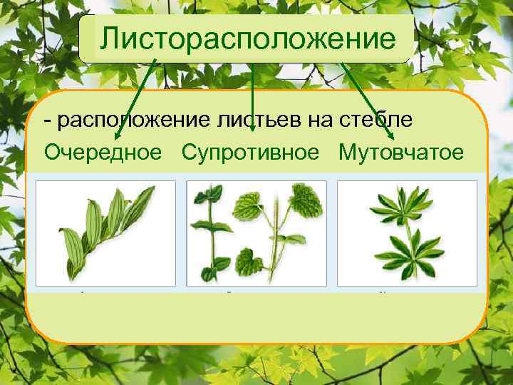Листорасположение - расположение листьев на стебле Очередное Супротивное Мутовчатое 
