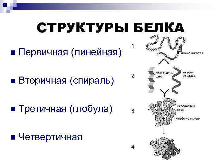 Особенности внутреннего строения белки