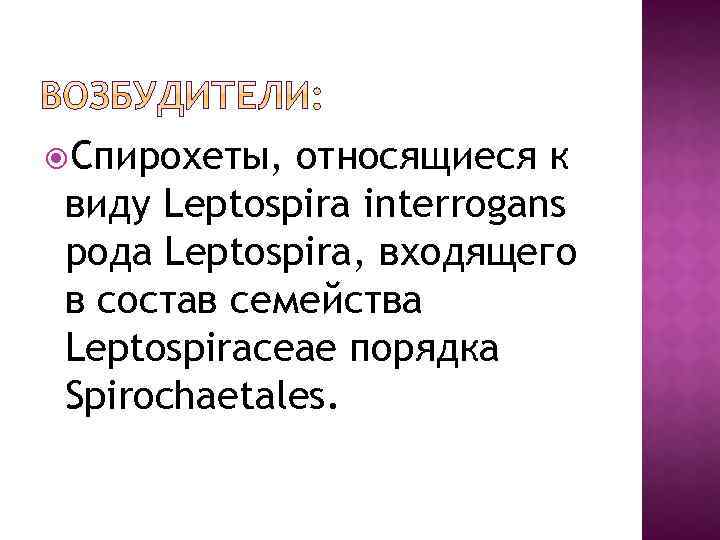  Спирохеты, относящиеся к виду Leptospira interrogans рода Leptospira, входящего в состав семейства Leptospiraсеае