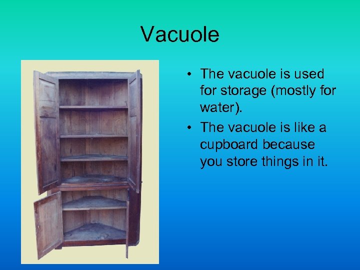 Vacuole • The vacuole is used for storage (mostly for water). • The vacuole