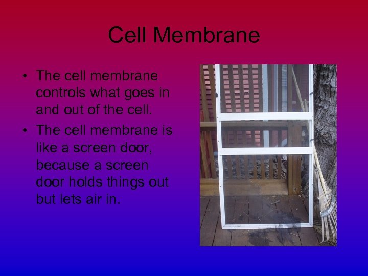 Cell Membrane • The cell membrane controls what goes in and out of the