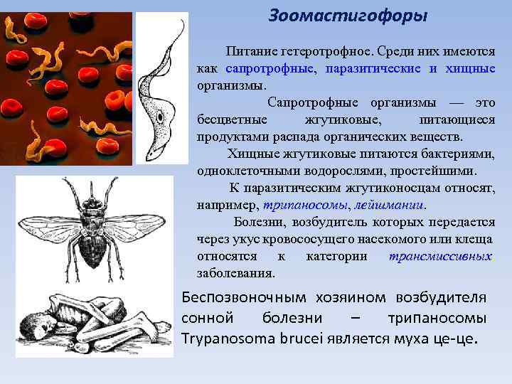 Зоомастигофоры Питание гетеротрофное. Среди них имеются как сапротрофные, паразитические и хищные организмы. Сапротрофные организмы