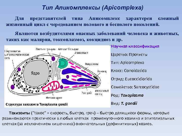 Тип Апикомплексы (Apicomplexa) Для представителей типа Апикомплекс характерен сложный жизненный цикл с чередованием полового