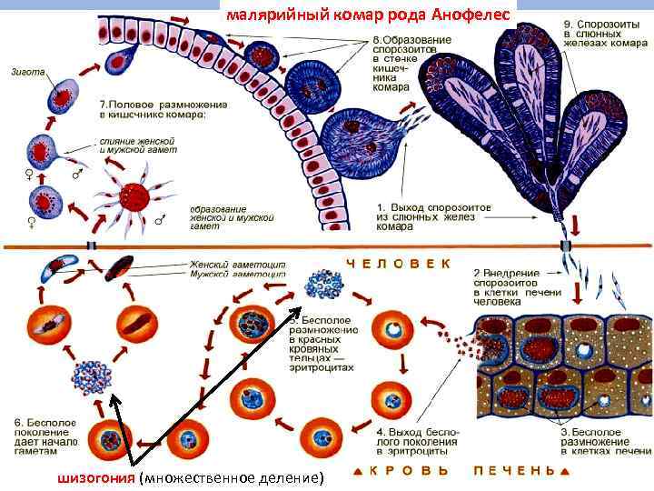 малярийный комар рода Анофелес шизогония (множественное деление) 