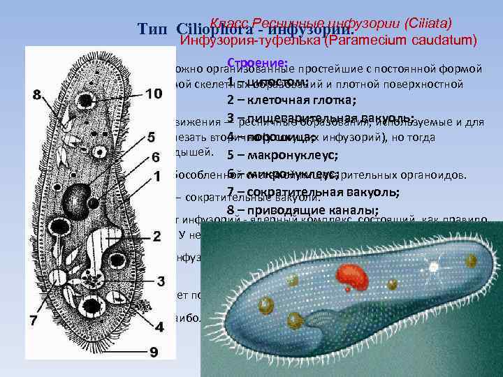 Класс Ресничные инфузории (Ciliata) Тип Ciliophora - инфузории. Инфузория-туфелька (Paramecium caudatum) Строение: • Инфузории