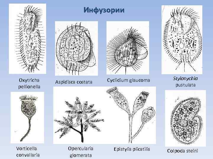 Виды инфузорий картинки