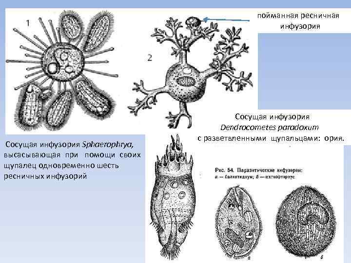 пойманная ресничная инфузория Сосущая инфузория Sphaerophrya, высасывающая при помощи своих щупалец одновременно шесть ресничных