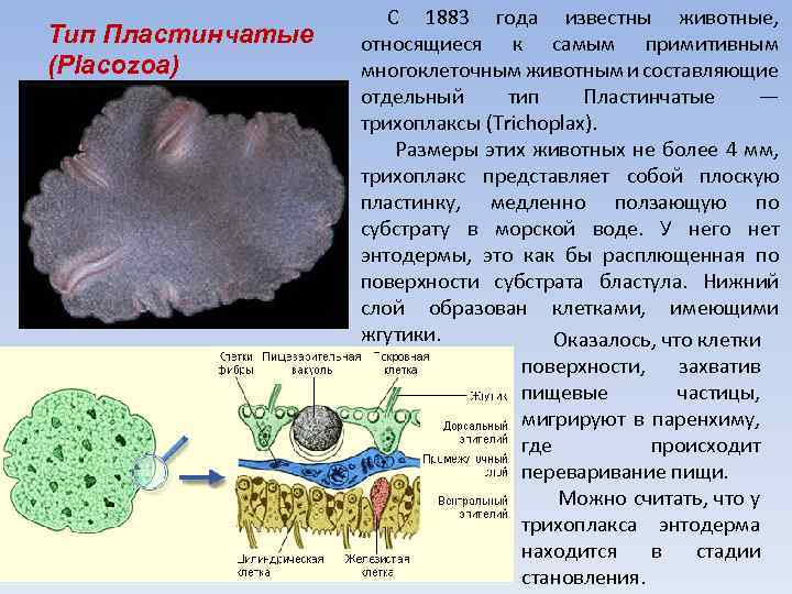 Тип Пластинчатые (Placozoa) С 1883 года известны животные, относящиеся к самым примитивным многоклеточным животным