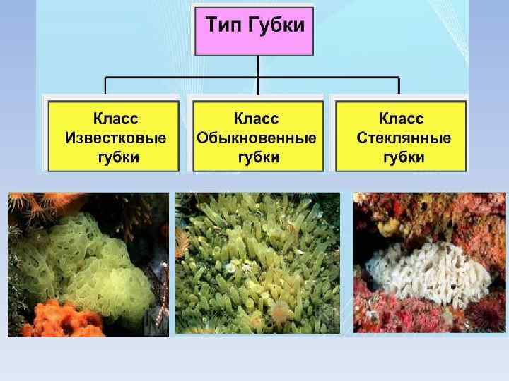 Тип губки презентация