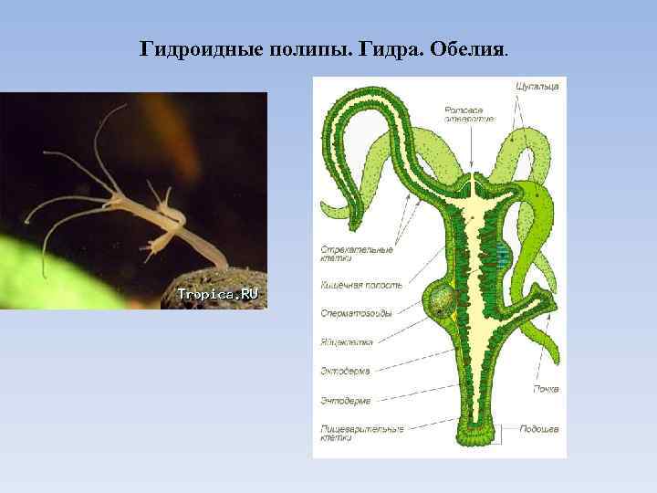 Гидра пресноводная рисунок