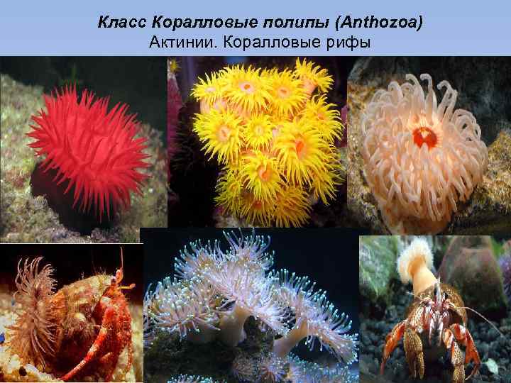 Класс Коралловые полипы (Anthozoa) Актинии. Коралловые рифы 