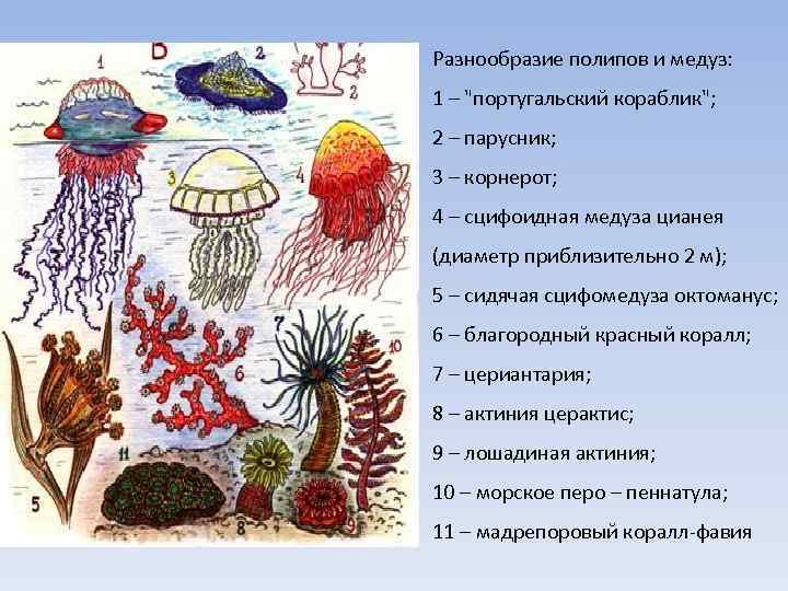 Разнообразие полипов и медуз: 1 – 