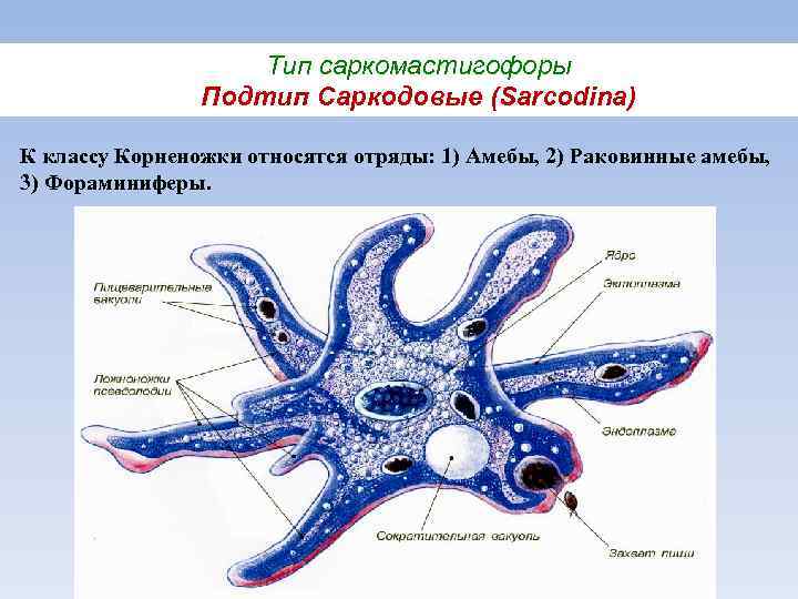 Тип саркомастигофоры Подтип Саркодовые (Sarcodina) К классу Корненожки относятся отряды: 1) Амебы, 2) Раковинные