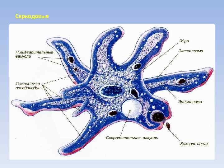 Саркодовые • Свободноживущие обитатели почв, пресных водоемов, морей и паразиты • Клетка ограничена плазматической