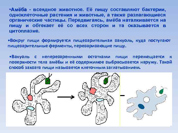  • Амёба - всеядное животное. Её пищу составляют бактерии, одноклеточные растения и животные,