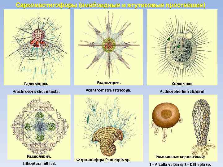 Саркомастигофоры (амебоидные и жгутиковые простейшие) Радиолярия. Солнечник Arachnocoris circumtexta. Acanthometra tetracopa. Actinospherium eichorni Радиолярия.