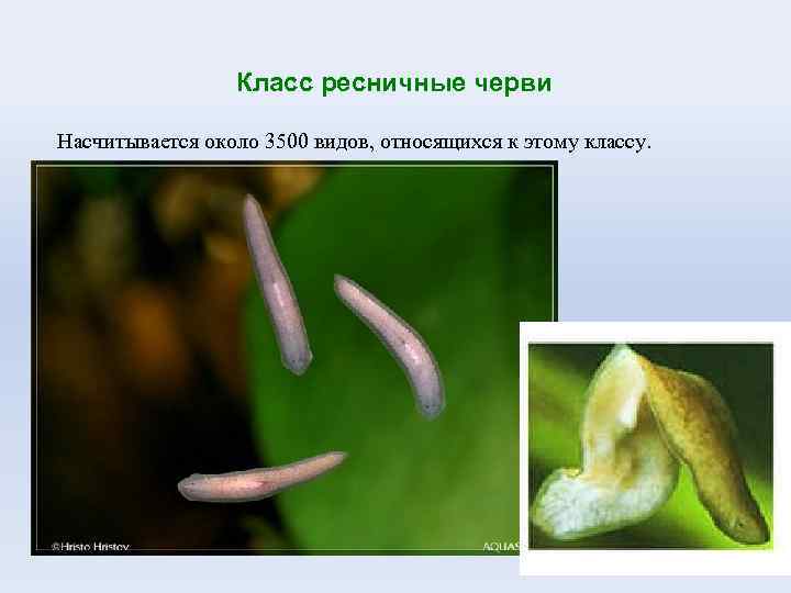 Класс ресничные черви Насчитывается около 3500 видов, относящихся к этому классу. 