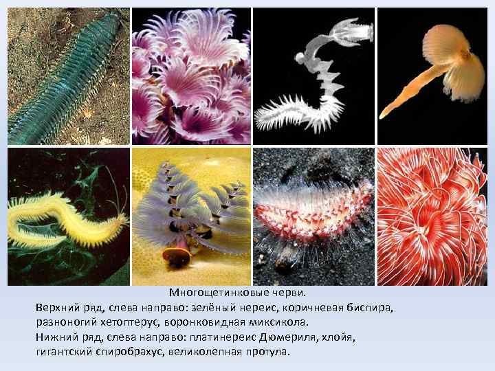 Многощетинковые черви. Верхний ряд, слева направо: зелёный нереис, коричневая биспира, разноногий хетоптерус, воронковидная миксикола.