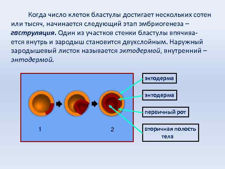  Когда число клеток бластулы достигает нескольких сотен или тысяч, начинается следующий этап эмбриогенеза