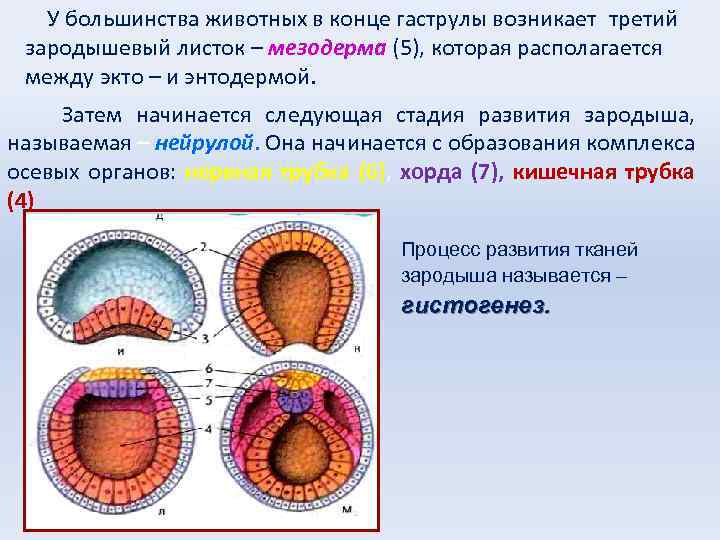 Какая система органов человека развивается из энтодермы. Зародышевые листки бластула гаструла. Гаструла нейрула. Гистогенез гаструла. Формирование мезодермы стадия.