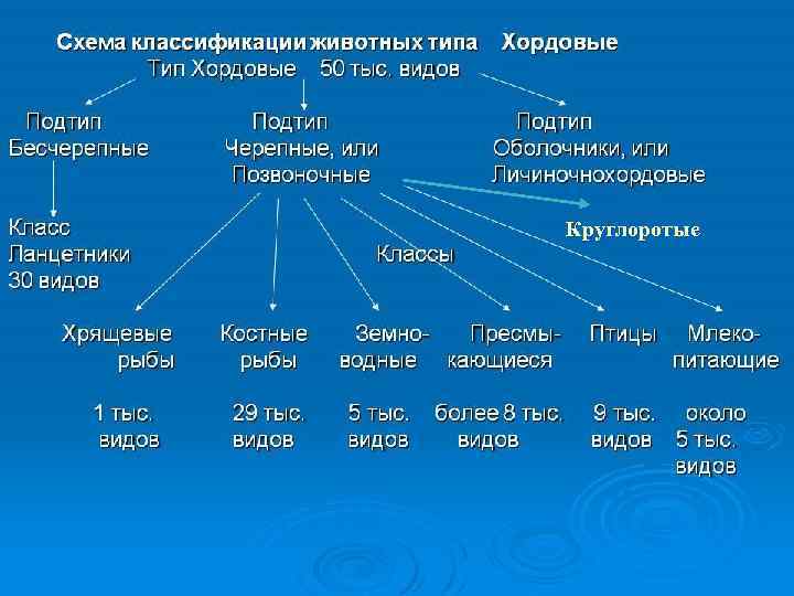 ПОДТИП ПОЗВОНОЧНЫЕ-VERTEBRATA Круглоротые 