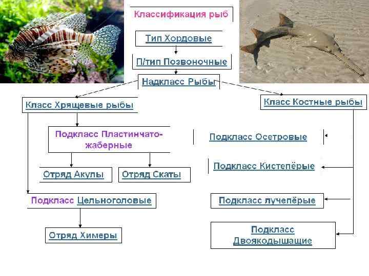 Тип Хордовые классификация. Систематика рыб. Класс рыбы классификация. Систематика хордовых животных.
