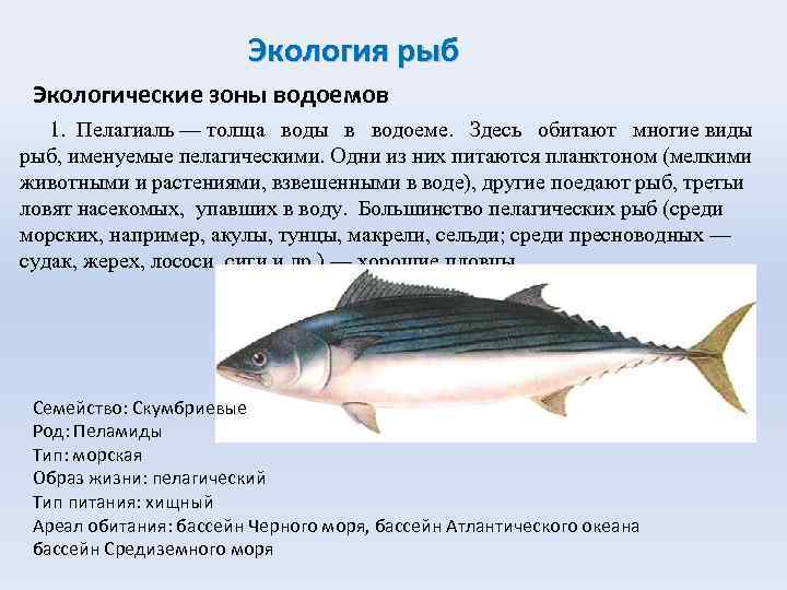 Экология рыб Экологические зоны водоемов 1. Пелагиаль — толща воды в водоеме. Здесь обитают