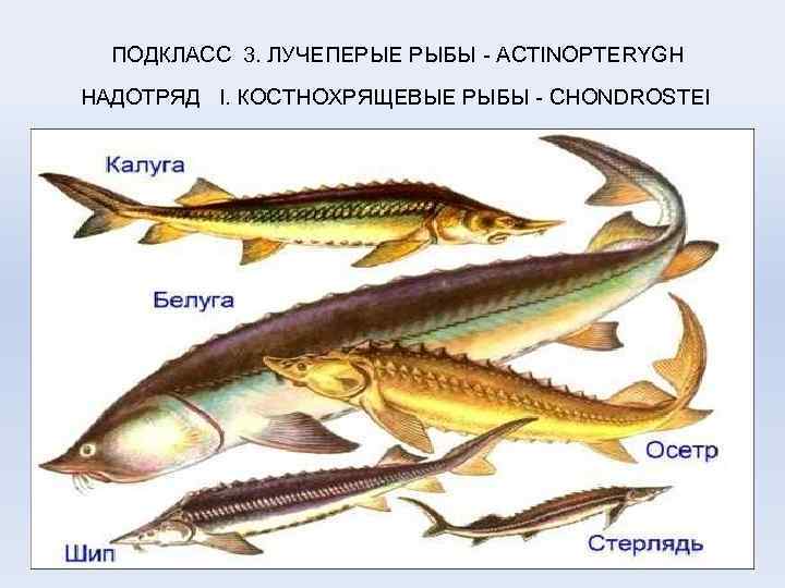 ПОДКЛАСС 3. ЛУЧЕПЕРЫЕ РЫБЫ - ACTINOPTERYGH НАДОТРЯД I. КОСТНОХРЯЩЕВЫЕ РЫБЫ - CHONDROSTEI 