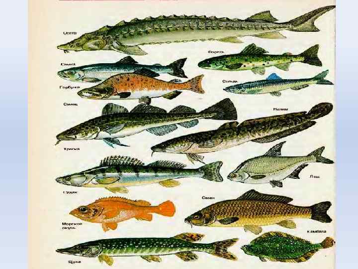 Рыбы представители. Группы костистых рыб. Лучепёрые рыбы представители. Лучеперые рыбы отряды. Класс костистые рыбы представители.