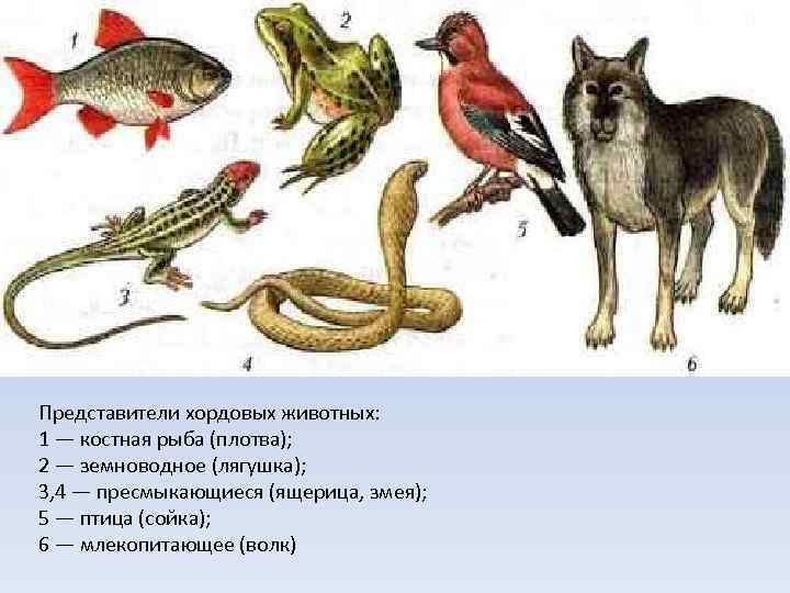 Представители хордовых животных: 1 — костная рыба (плотва); 2 — земноводное (лягушка); 3, 4