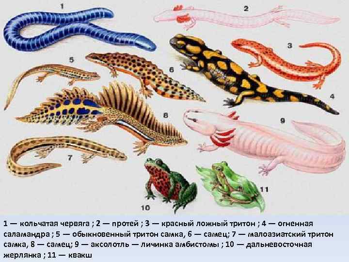 1 — кольчатая червяга ; 2 — протей ; 3 — красный ложный тритон