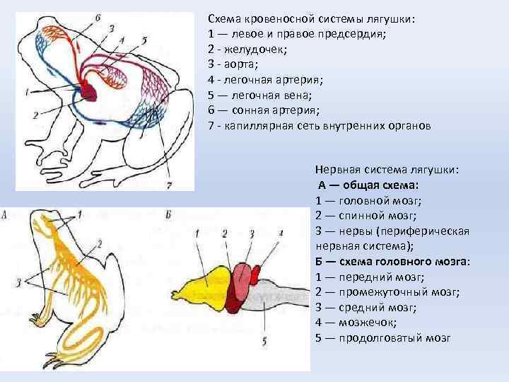 Схема кровообращения лягушки