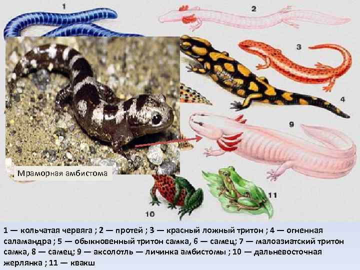 Мраморная амбистома 1 — кольчатая червяга ; 2 — протей ; 3 — красный