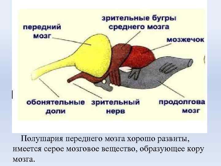 Полушария переднего мозга хорошо развиты, имеется серое мозговое вещество, образующее кору мозга. 