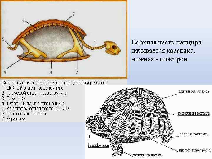 Верхняя часть панциря называется карапакс, нижняя - пластрон. 