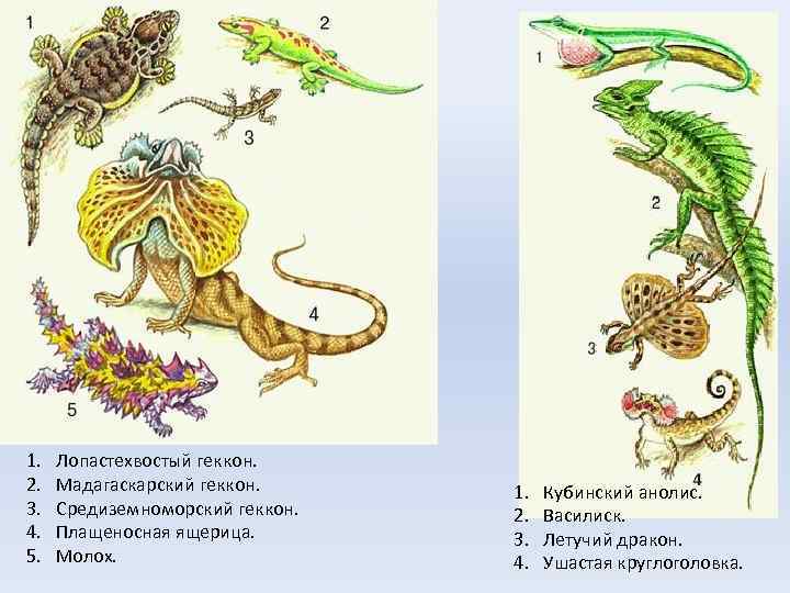 1. 2. 3. 4. 5. Лопастехвостый геккон. Мадагаскарский геккон. Средиземноморский геккон. Плащеносная ящерица. Молох.