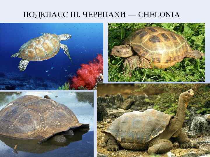 ПОДКЛАСС III. ЧЕРЕПАХИ — CHELONIA 