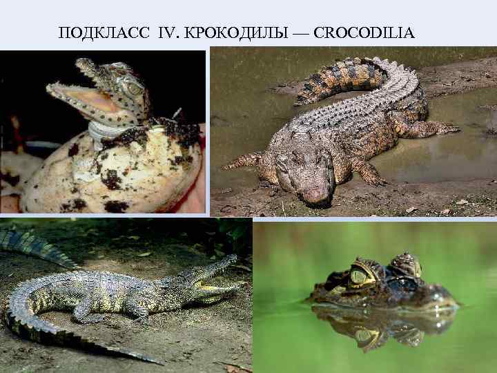 ПОДКЛАСС IV. КРОКОДИЛЫ — CROCODILIA 