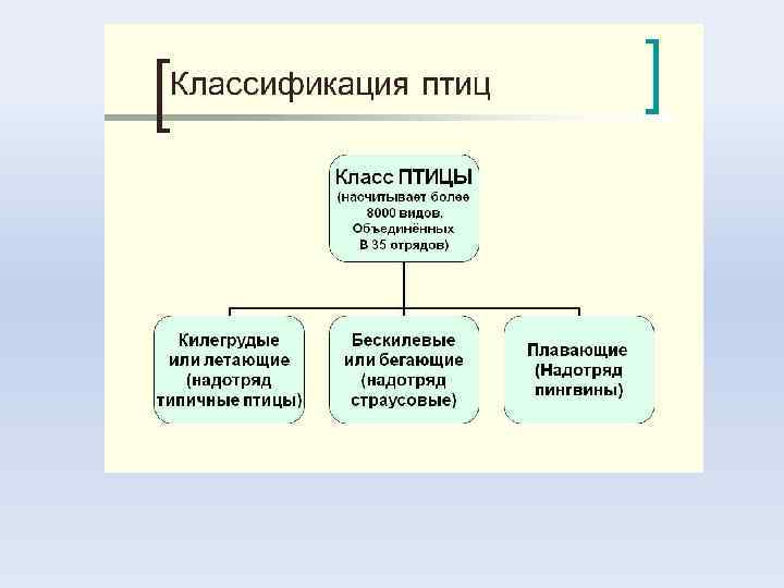 Систематика птиц схема