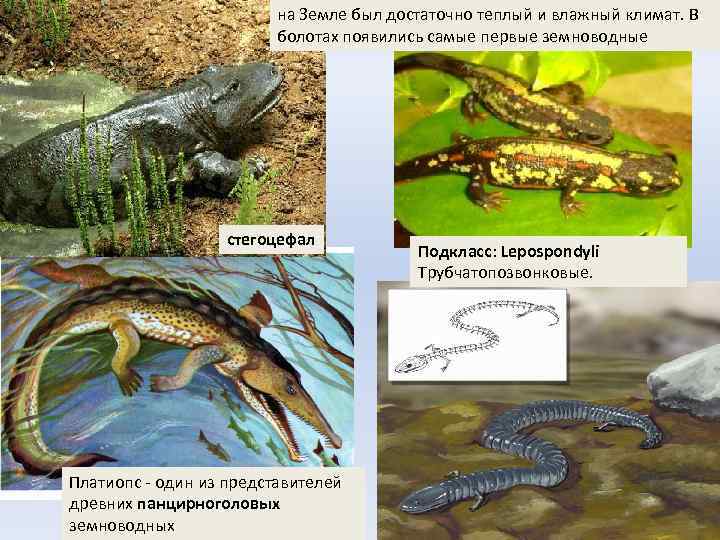 на Земле был достаточно теплый и влажный климат. В болотах появились самые первые земноводные