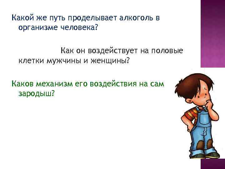 Какой же путь проделывает алкоголь в организме человека? Как он воздействует на половые клетки